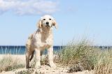 GOLDEN RETRIEVER 462
